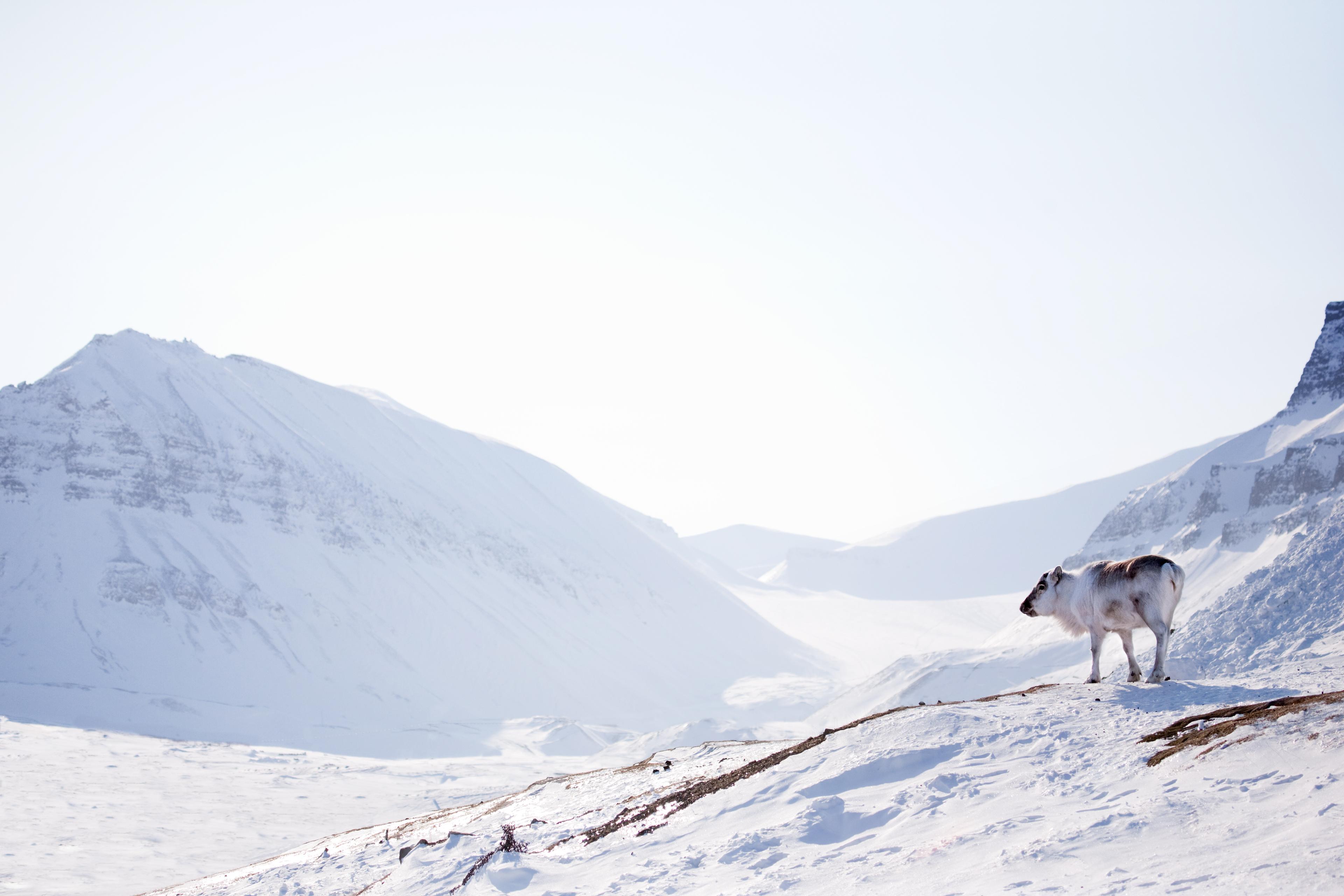 627946 reindeer on winter landscape
